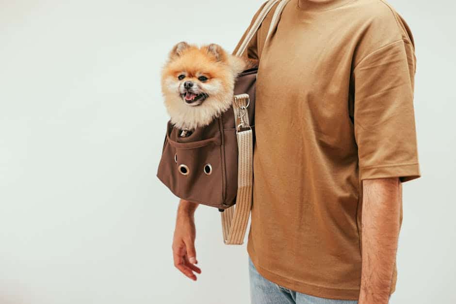 Pomeranian Dog on a Bag