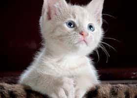 Close-up portrait of an adorable cream-colored kitten with blue eyes resting indoors.